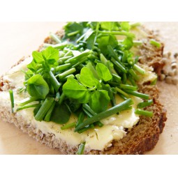 Tosta de guacamole y salmón